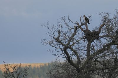 Osprey, RSPB Loch Lomond