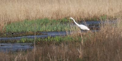 Great White Egret, RSPB Loch Lomond