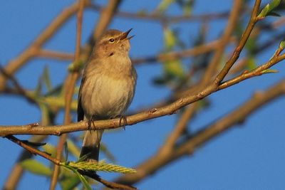 Chiffchaff Brookhouse-S Yorkshire