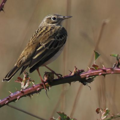 Meadow Pipit, Loch Lomond NNR