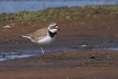 Little Ringed Plover, Loch Lomond NNR