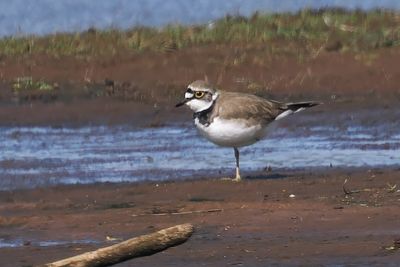Little Ringed Plover, Loch Lomond NNR