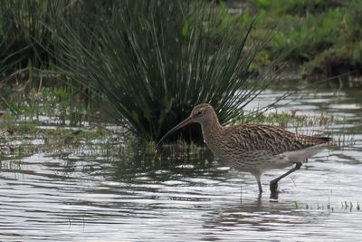 Curlew, RSPB Baron's Haugh
