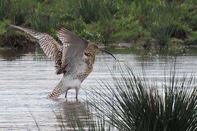 Curlew, RSPB Baron's Haugh