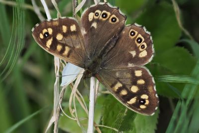 Speckled Wood, Clyde Walkway at RSPB Baron's Haugh
