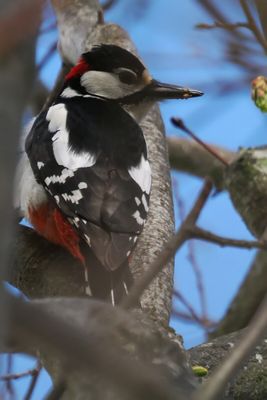 Great Spotted Woodpecker, Dalzell Woods