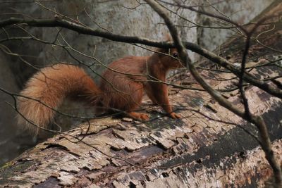 Red Squirrel, RSPB Loch Lomond
