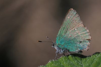 Green Hairstreak, Carman Muir