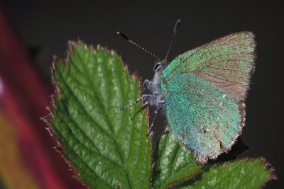 Green Hairstreak, Carman Muir