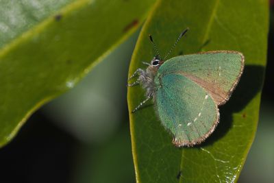 Green Hairstreak, Carman Muir