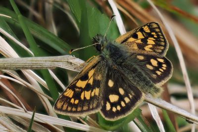 Chequered Skipper, Glasdrum Wood NNR