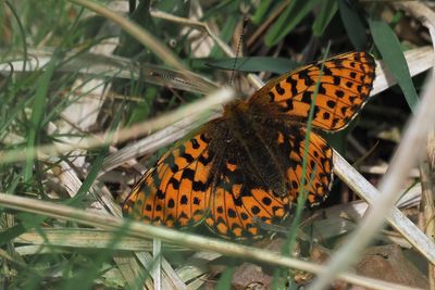 Pearl-bordered Fritillary, Glasdrum Wood