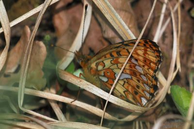 Pearl-bordered Fritillary, Glasdrum Wood
