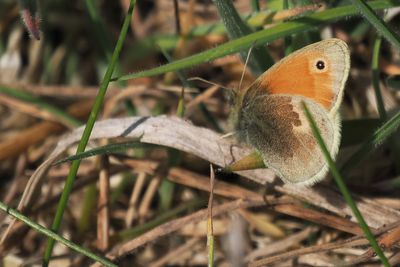 Small Heath, Shell Bay