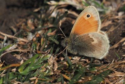 Small Heath, Shell Bay