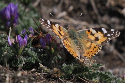 Painted Lady, Shell Bay