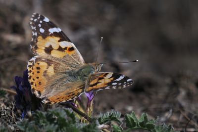Painted Lady, Shell Bay