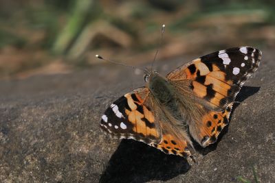 Painted Lady, Shell Bay