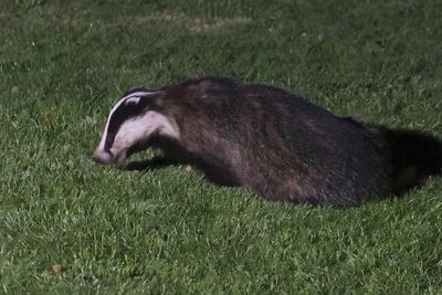 Badger, Crail