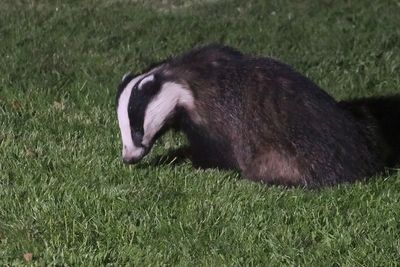 Badger, Crail