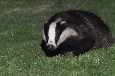 Badger, Crail