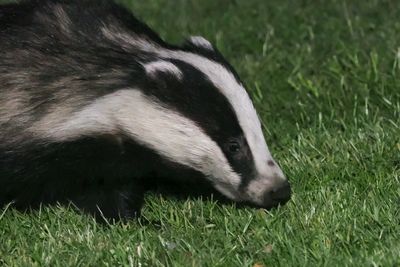 Badger, Crail