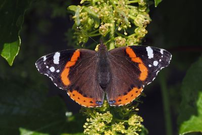Red Admiral, Kingsbarns