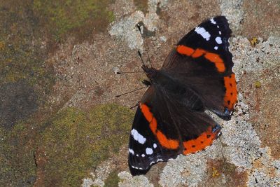 Red Admiral, Kingsbarns