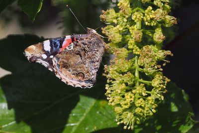 Red Admiral, Kingsbarns