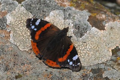 Red Admiral, Kingsbarns