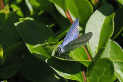 Holly Blue, Crail