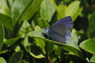 Holly Blue, Crail