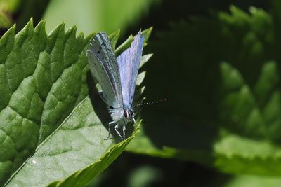 Holly Blue, Crail