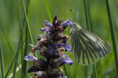 Green-veined White on Carpet Bugle, Douglas West