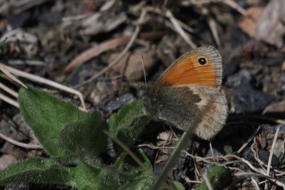 Small Heath, Douglas West