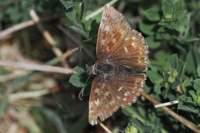 Dingy Skipper, Barony A Frame, Ayrshire
