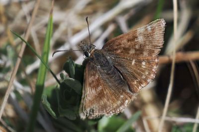 Dingy Skipper, Barony A Frame, Ayrshire