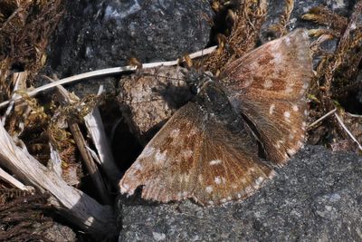 Dingy Skipper, Barony A Frame, Ayrshire
