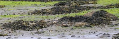 Western Sandpiper, Maidens, Ayrshire
