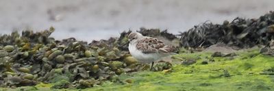 Western Sandpiper, Maidens, Ayrshire
