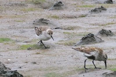 Western Sandpiper, Maidens, Ayrshire