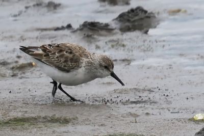 Western Sandpiper, Maidens, Ayrshire