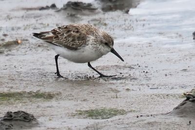 Western Sandpiper, Maidens, Ayrshire