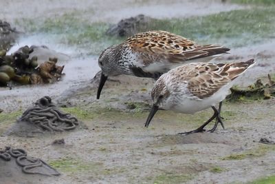 Western Sandpiper, Maidens, Ayrshire