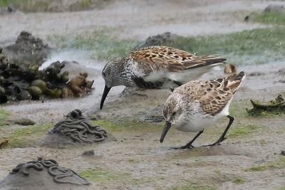 Western Sandpiper, Maidens, Ayrshire