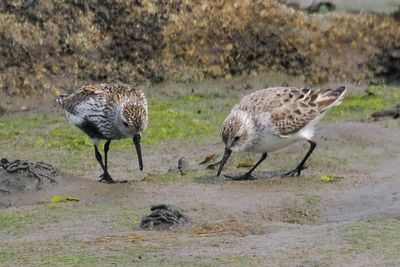Western Sandpiper, Maidens, Ayrshire