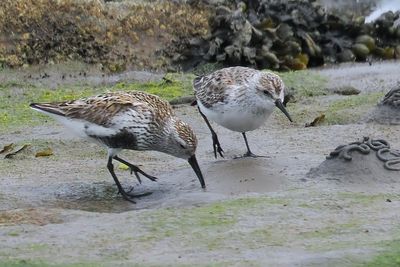 Western Sandpiper, Maidens, Ayrshire