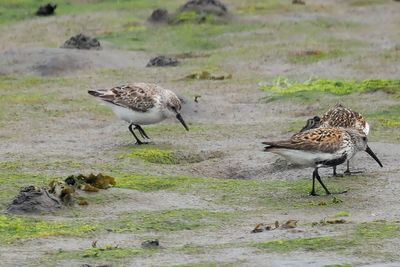 Western Sandpiper