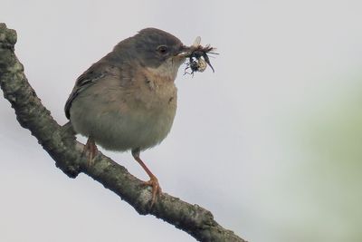 Common Whitethroat, Loch Lomond NNR