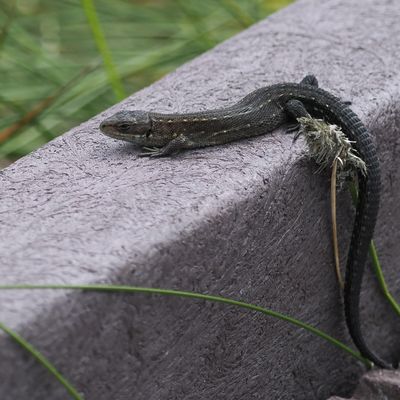 Common Lizard, Flanders Moss NNR